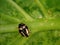 Ladybug and aphids