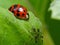 Ladybug And Aphids On A Leaf