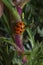 Ladybug and aphids on the plant