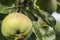 Ladybug on apple tree