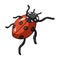 Ladybug is an arthropod.The insect beetle,ladybug single icon in cartoon style vector symbol stock isometric
