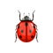 Ladybug beetle, insect parasite bug pest control