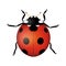Ladybug beetle isolated on white background