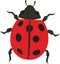 Ladybug beetle ladybird