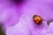 Ladybug beetle on purple flower