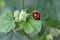 Ladybug with black spots on green summer leaf