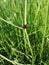 Ladybug on blade of grass