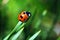 Ladybug on a blade of grass