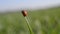 Ladybug on blade of grass