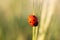 Ladybug on blade of green grass