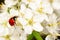 Ladybug on blooming fruit tree branches