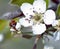 Ladybug on blooming fruit tree branches. Close up