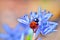 Ladybug on blue flower