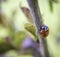 Ladybug Branch