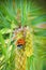 Ladybug on the branch of a pine tree