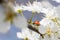 Ladybug on the branches of a blossoming fruit tree.