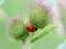 Ladybug on Burdock