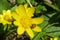 Ladybug on caltha flower in the wild, closeup