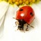 Ladybug on camomile