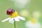 Ladybug on a chamomile flower