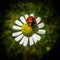 Ladybug on a chamomile flower