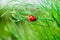 Ladybug on chamomile leaves. Closeup of insects in nature