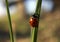 Ladybug climbing the green grass on sun