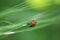 Ladybug Climbs down Grass