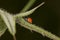 Ladybug climbs on the leaf