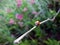 Ladybug climbs up a branch macro
