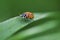 Ladybug Climbs up Grass