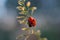 Ladybug climbs up the green blade of grass on a blue background