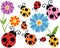 ladybug clipart pictures