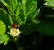 Ladybug close up