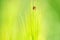 Ladybug, Coccinellidae on green grain barley plant close up. Crawling ladybugs, ladybird on a barley field in summer