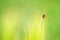 Ladybug, Coccinellidae on green grain barley plant close up. Crawling ladybugs, ladybird on a barley field in summer