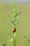 Ladybug, Coccinellidae,  Lady beetle