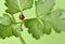 Ladybug Coccinellidae on parsley stem