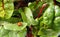 Ladybug Or Coccinellids On Swiss chard Leaf