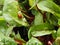 Ladybug Or Coccinellids On Swiss chard Leaf