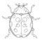 Ladybug coloring book vector illustration