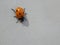 Ladybug on Concrete - Coccinella septempunctata