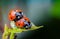 Ladybug couple on green leaf, macro close up