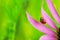 Ladybug crawl over pink echinacea in sunny bright summer day