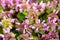 Ladybug is crawling on  beautiful spring purple flowers