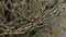 a ladybug crawling on a dry plant stem