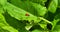 Ladybug crawling on a green fresh burdock leaf