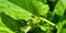 Ladybug crawling on a green fresh burdock leaf