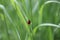 Ladybug crawling on green leaf