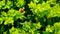 Ladybug crawling on the green leaves of a bush. Close-up macro